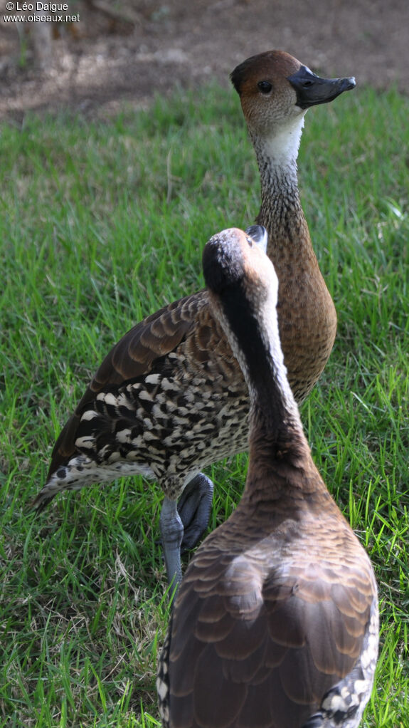 Dendrocygne des Antillesadulte, habitat, composition, marche