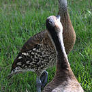 Dendrocygne des Antilles