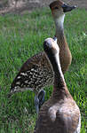 Dendrocygne des Antilles