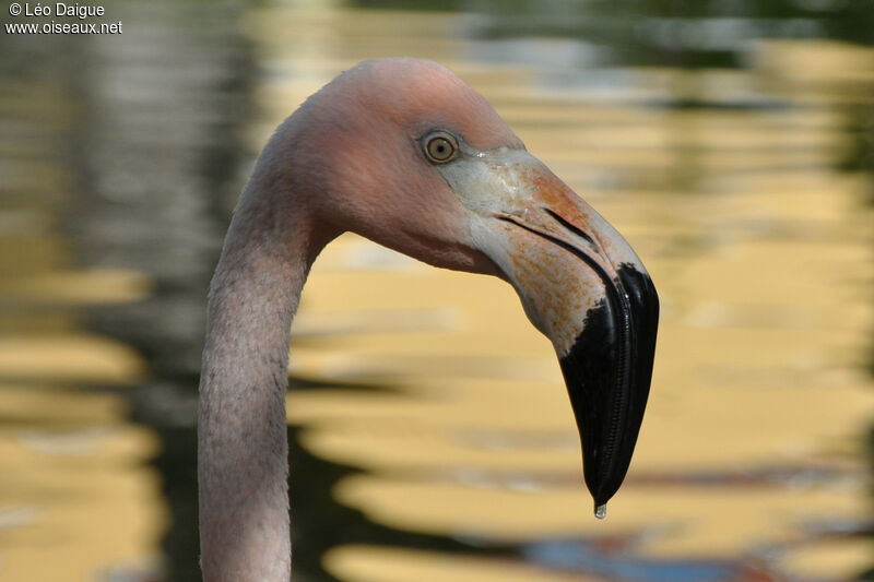 American Flamingo, close-up portrait, pigmentation