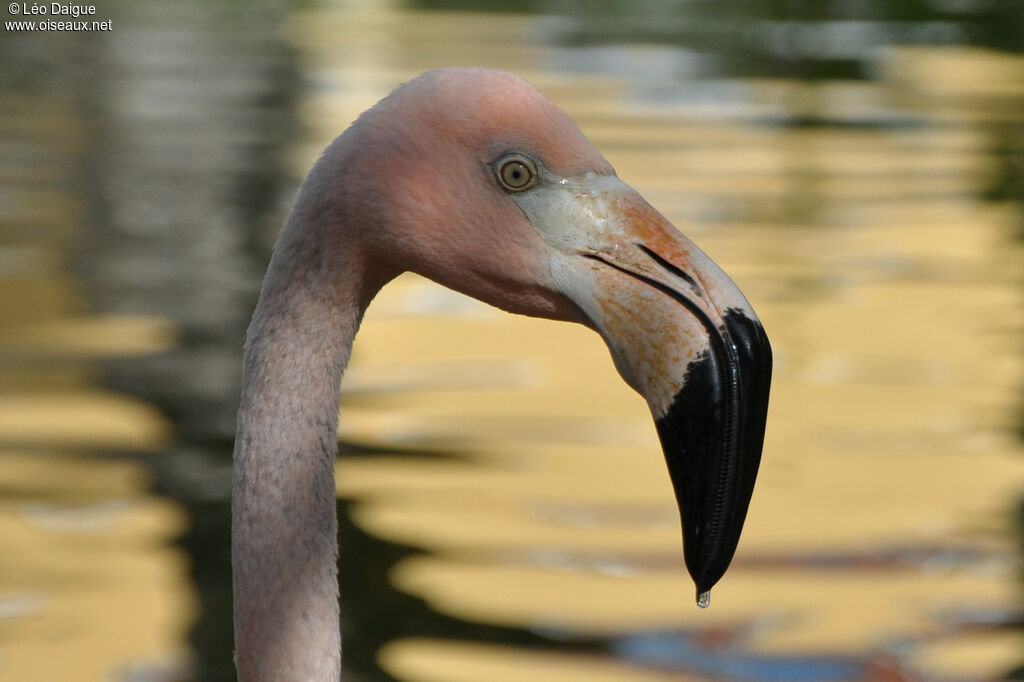 Flamant des Caraïbes, portrait, pigmentation