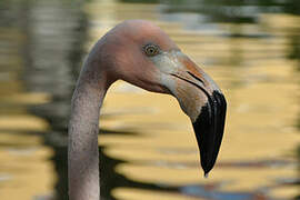 American Flamingo