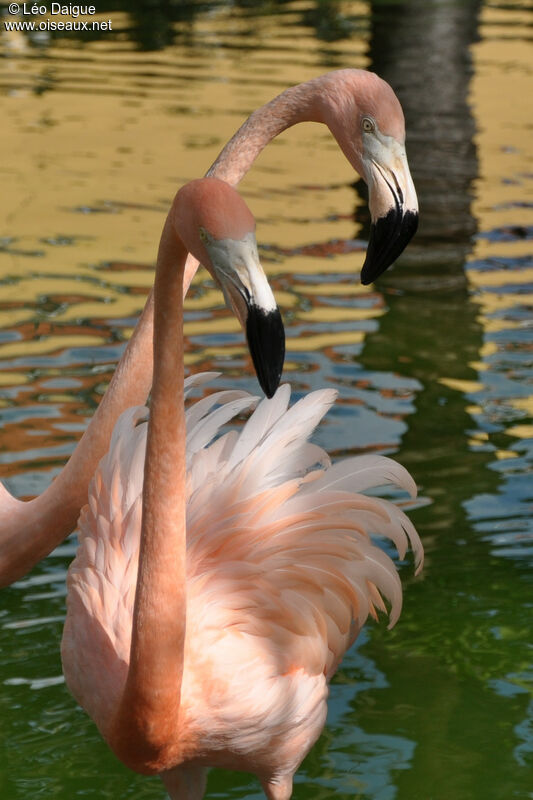 American Flamingoadult, habitat, pigmentation