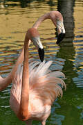 American Flamingo