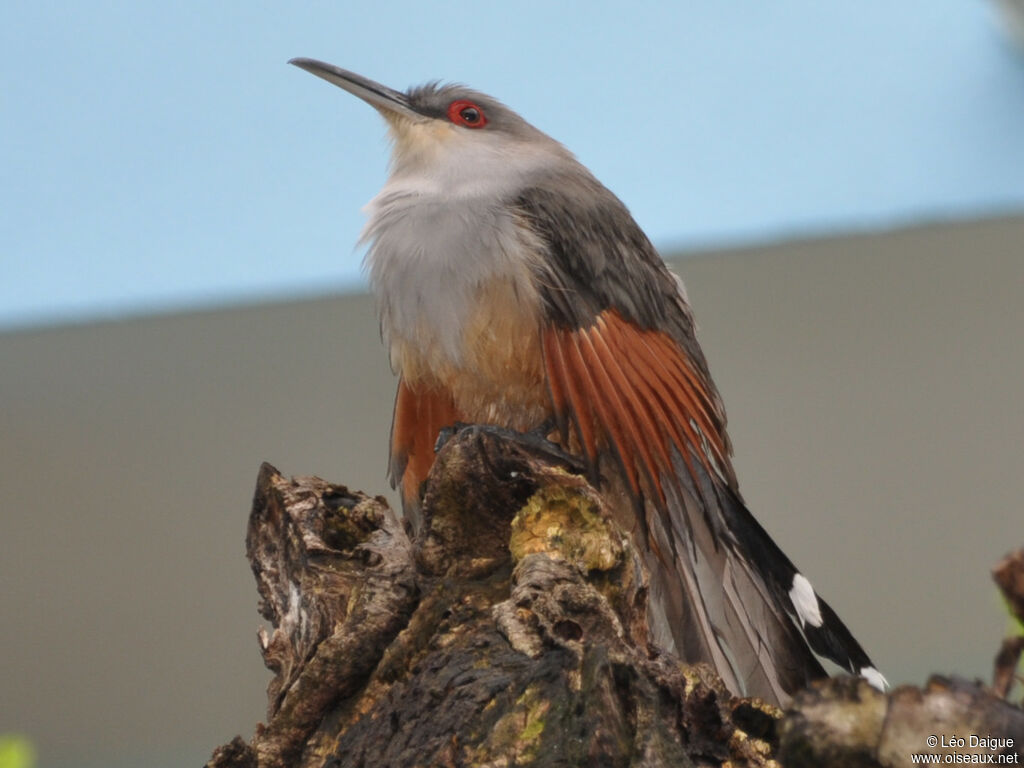 Hispaniolan Lizard Cuckoo