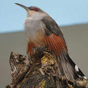 Hispaniolan Lizard Cuckoo