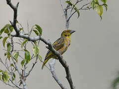 Village Weaver