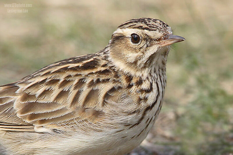 Woodlark