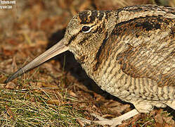 Eurasian Woodcock