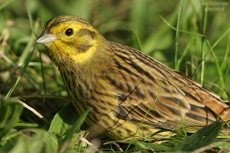 Yellowhammer