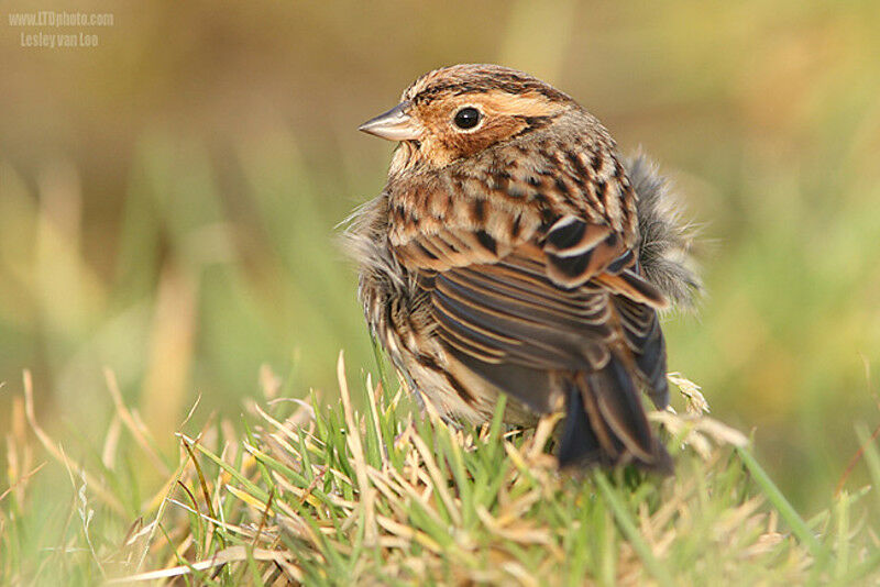 Little Bunting