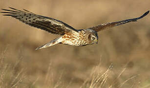 Hen Harrier