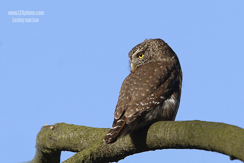 Eurasian Pygmy Owl