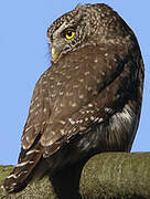 Eurasian Pygmy Owl