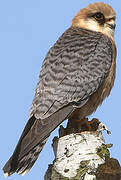 Red-footed Falcon