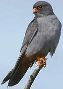 Red-footed Falcon