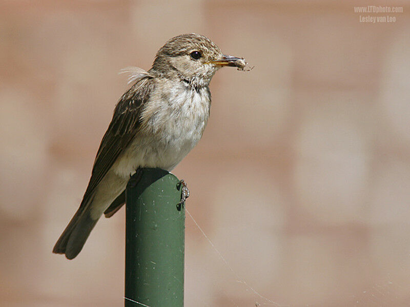 Spotted Flycatcher, feeding habits