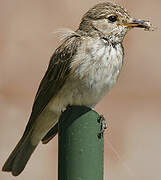 Spotted Flycatcher