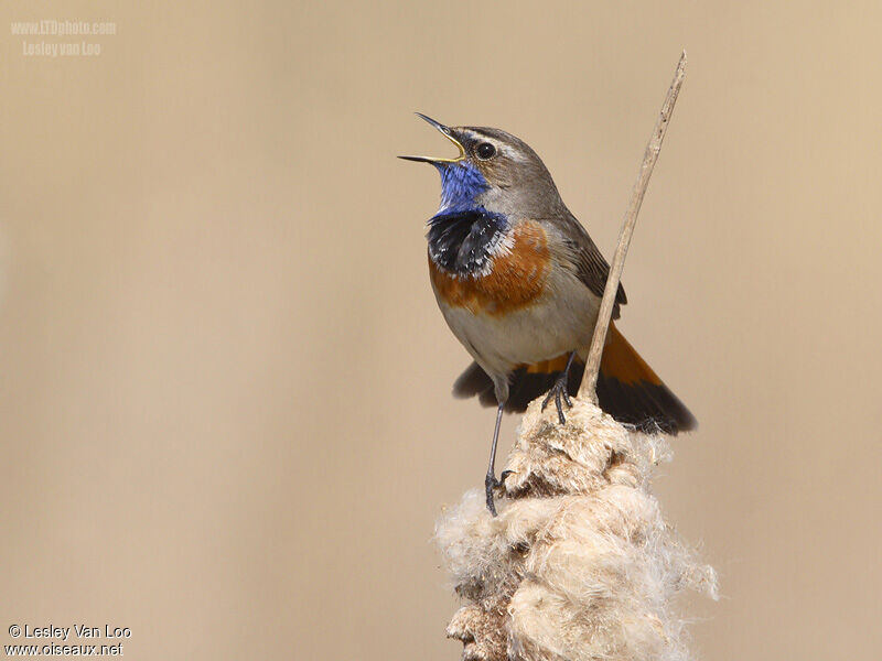 Bluethroat