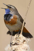 Bluethroat