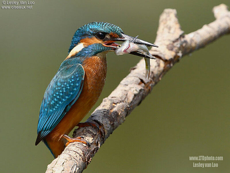 Common Kingfisherjuvenile