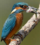 Common Kingfisher