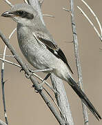 Loggerhead Shrike