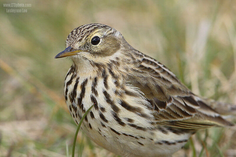 Meadow Pipit