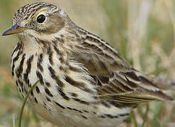 Meadow Pipit