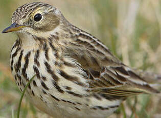 Pipit farlouse