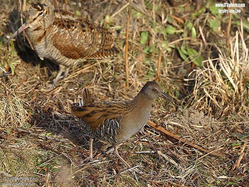 Water Rail