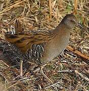 Water Rail