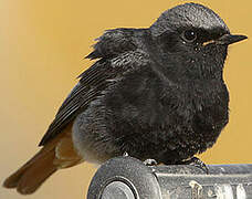 Black Redstart