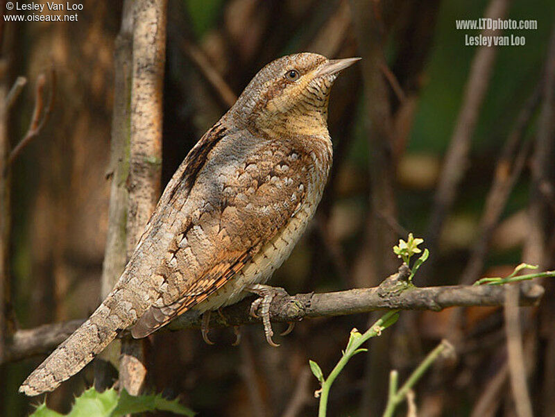 Eurasian Wryneck