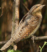 Eurasian Wryneck