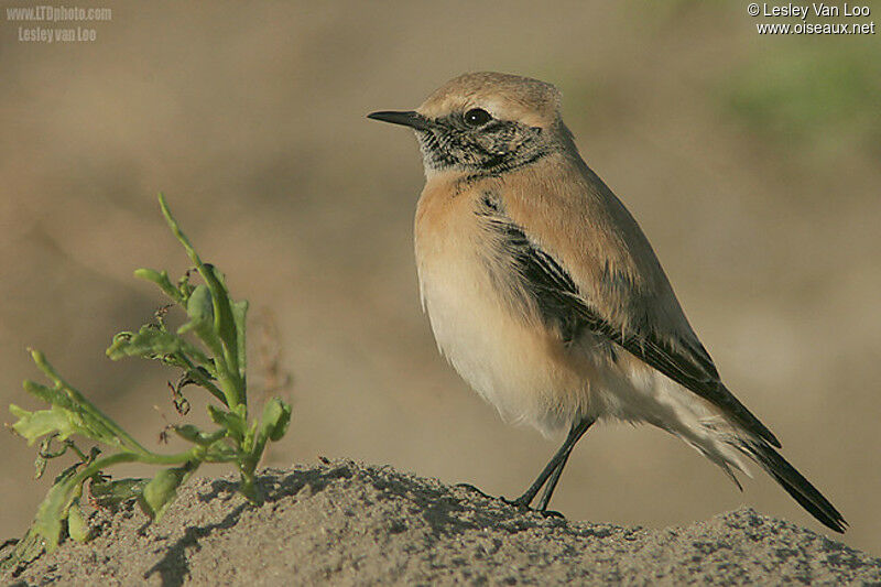 Desert Wheatear