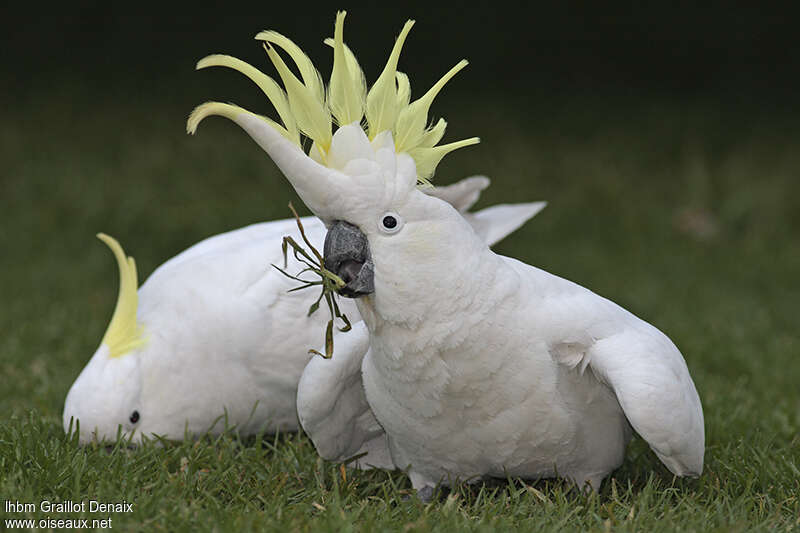 Sulphur-crested Cockatooadult, identification