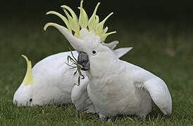 Sulphur-crested Cockatoo