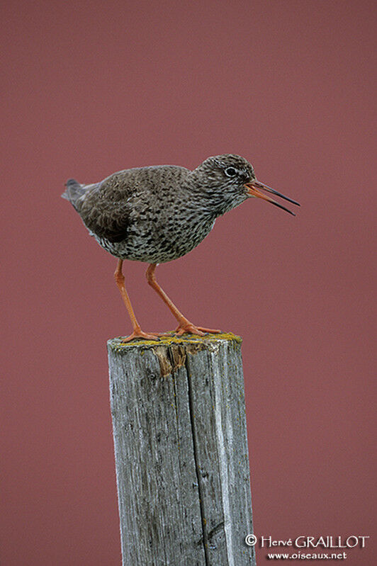 Common Redshank (robusta)adult, identification