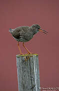 Common Redshank (robusta)