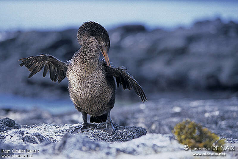 Cormoran aptère mâle adulte, soins, Comportement