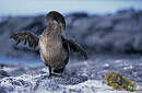 Cormoran aptère
