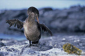 Flightless Cormorant