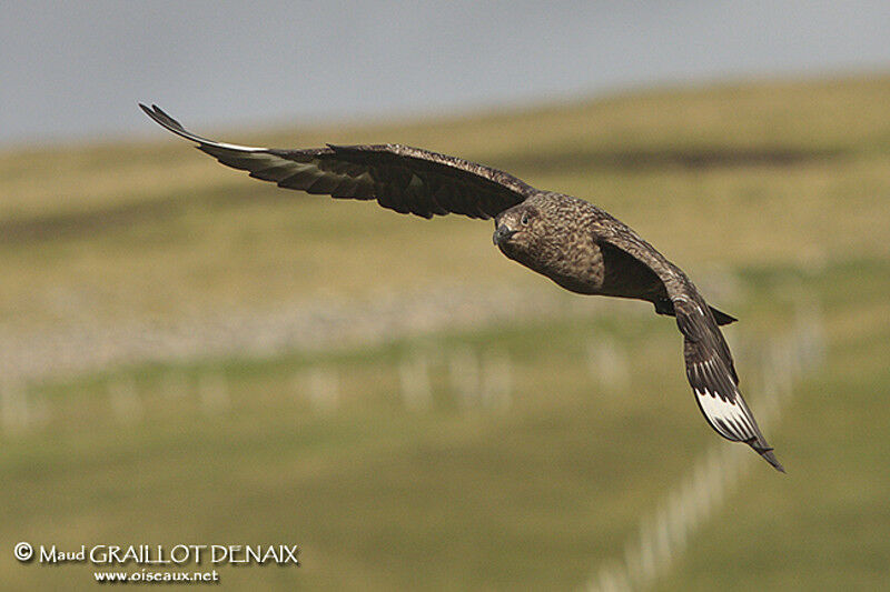 Great Skuaadult, Flight, Behaviour