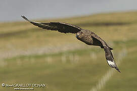 Great Skua