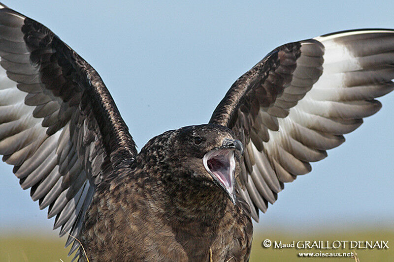 Great Skuaadult, song, Behaviour