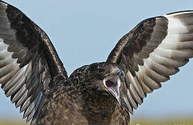 Great Skua