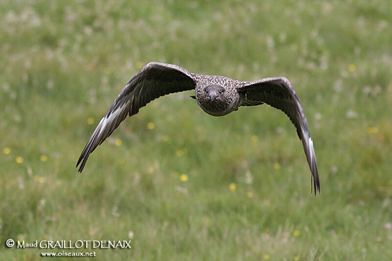 Great Skuaadult, Flight, Behaviour