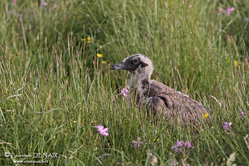 Great Skuajuvenile, identification