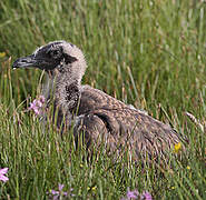 Great Skua